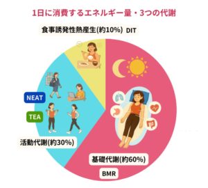 1日に消費するエネルギー・3つの代謝