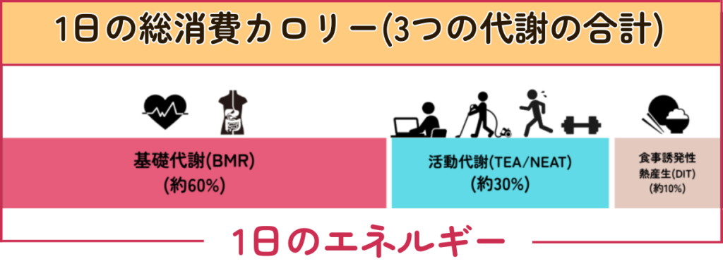 1日の総消費カロリー(エネルギー)